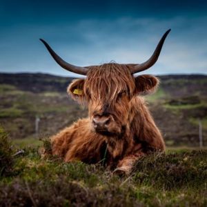 Bild Die Highlandkühe - treue Begleiter auf Ihrem Schottland Urlaub