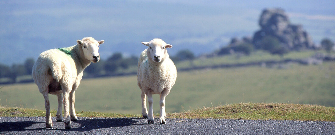 Schafe im Dartmoor Nationalpark, Devon