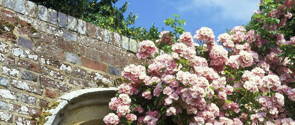 Bereisen Sie die Gärten Cornwalls