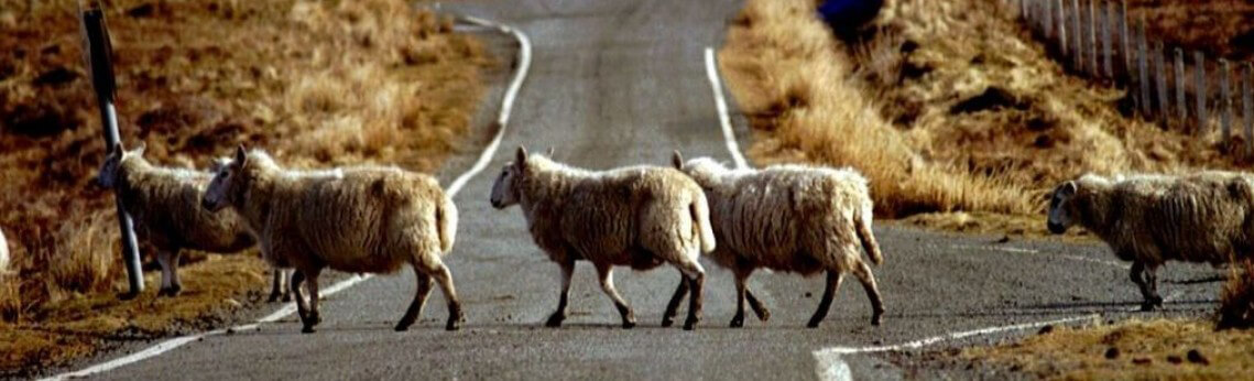 Rushhour in Schottland