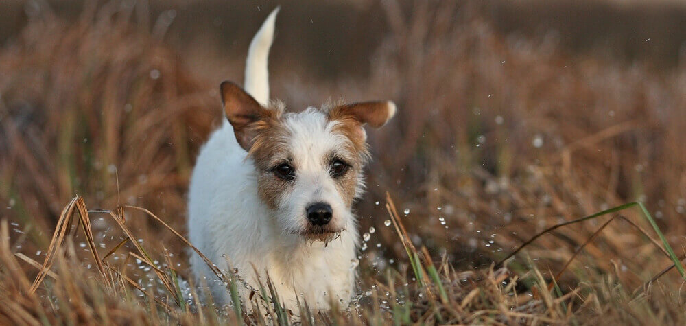 Südengland auf 4 Pfoten