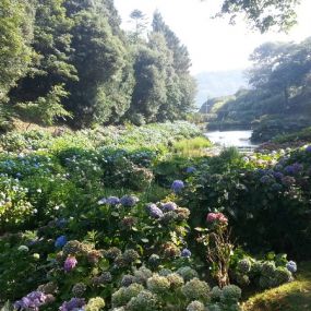 Ein Besuch des Trebah Garden´s lohnt...