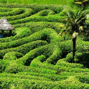 Glendurgan Maze  - Verlaufen Sie sich im Gartenlabyrinth 