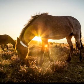 Dartmoor Ponies