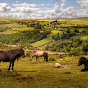 Die berühmten Exmoor Ponys dürfen nicht fehlen...