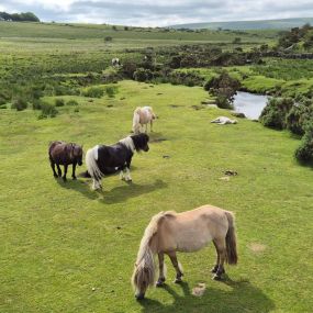 Dartmoor Ponys (Kundenbild Fam. Winkler)