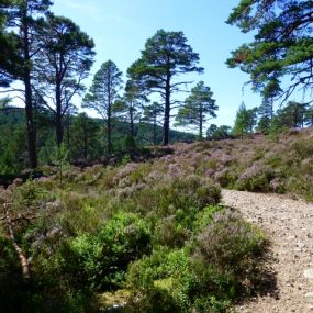Rothiemurchus Estate, zu Gast bei den Granny Pines